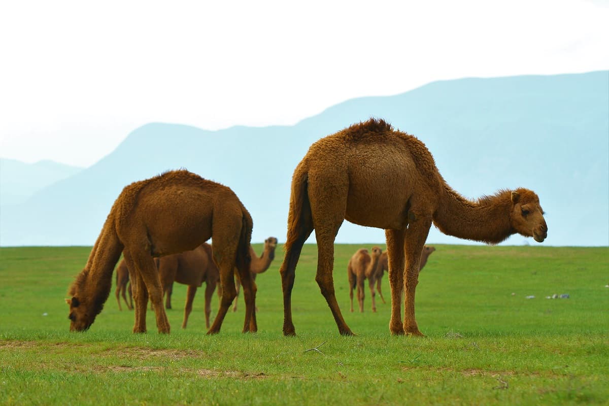 camel-diseases-research-center-central-asia-2026