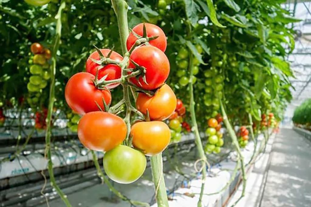 Безопасность продуктов питания. Консультанты GLOBALG.A.P. теперь и в Туркменистане