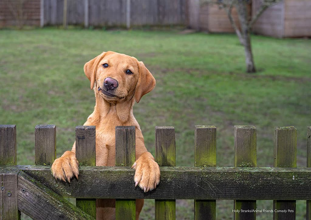 Забавные домашние питомцы на фото: конкурс Comedy Pet Photography Awards поддержит приюты