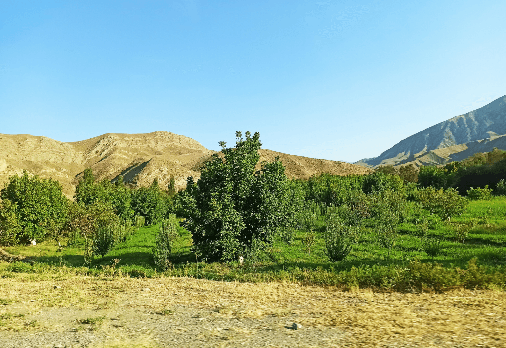 kakie-derevya-sazhayut-v-turkmenistane