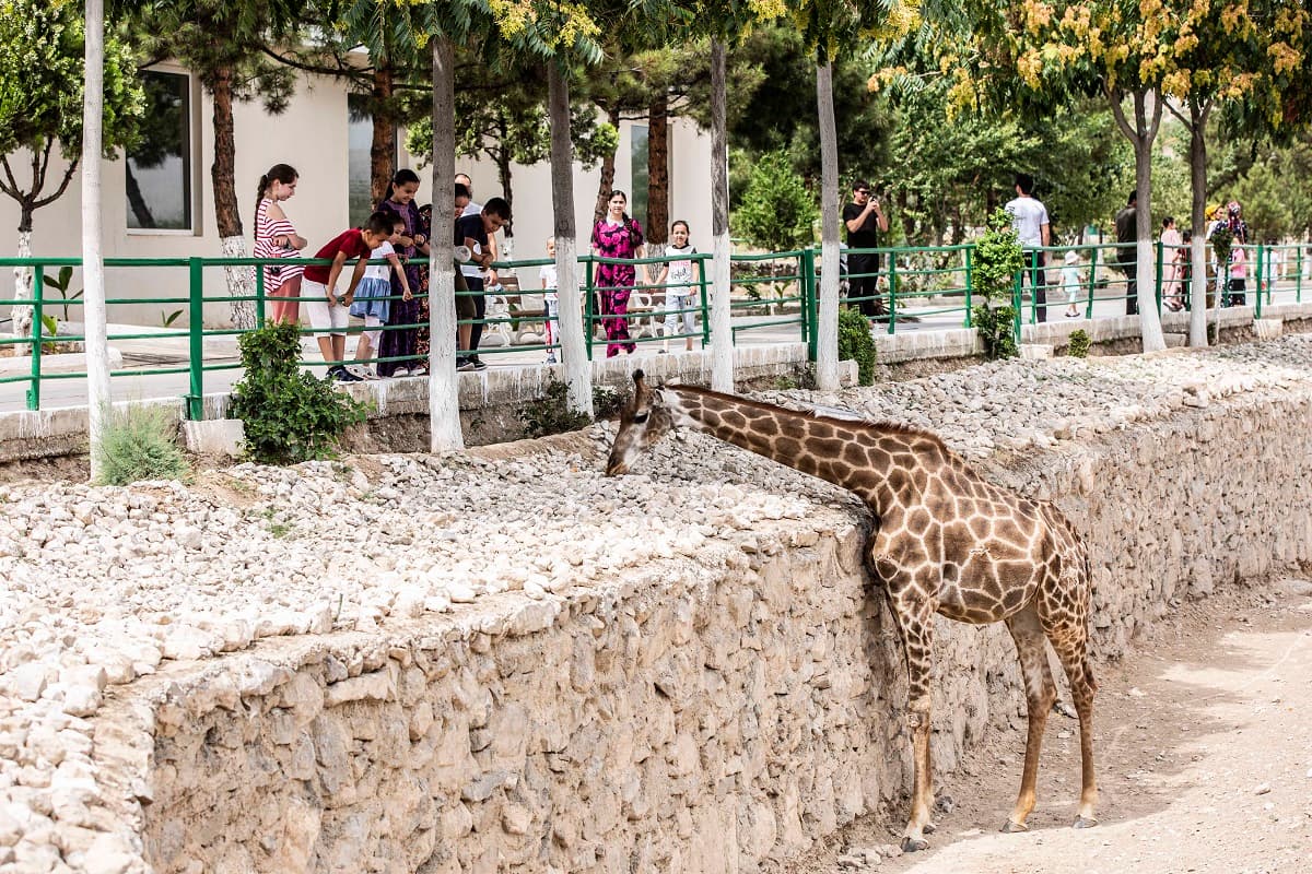 Весна в туркменском зоопарке – фотогалерея Orient