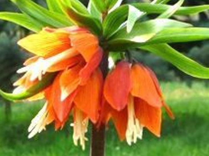 v-kyrgyzstane-iz-za-cvetka-zakroyut-celyj-zapovednik