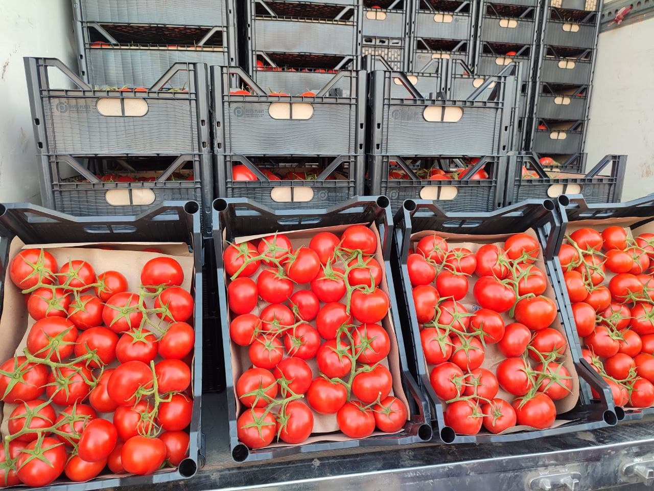 eastfruit-turkmenistan-continues-expansion-tomato-market-now-tajikistan