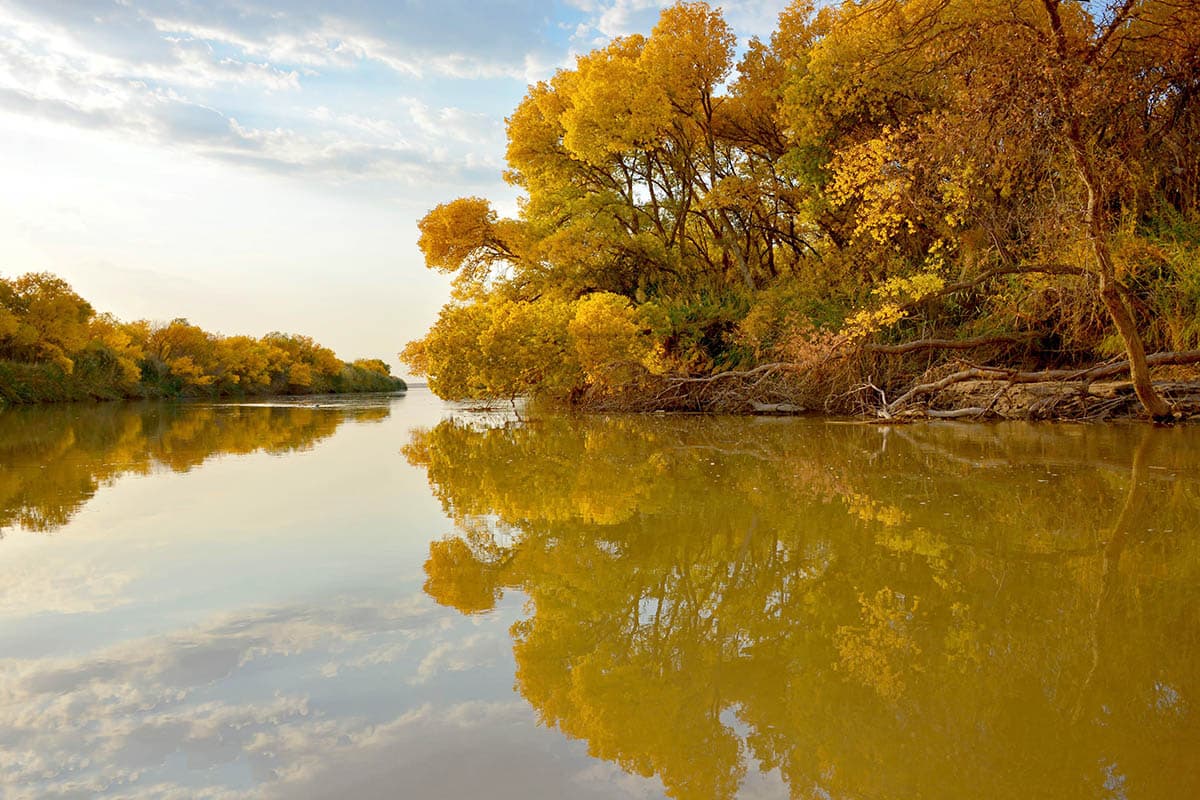 novye-lesoohrannye-zony-poyavyatsya-v-dashoguzskom-i-lebapskom-regionah