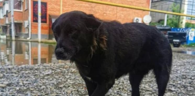 In Krasnodar, a stray dog that saved a boy found an owner