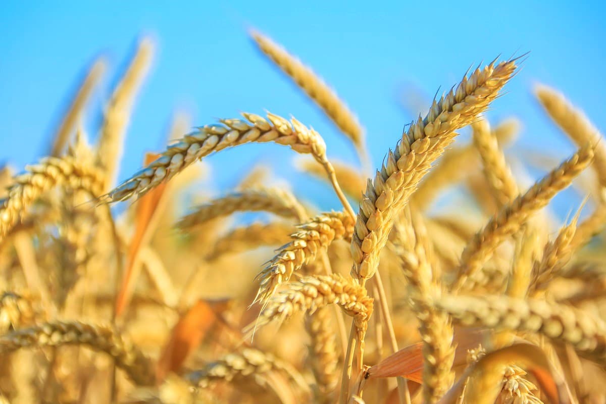 The Balkan region has completed the task of harvesting wheat