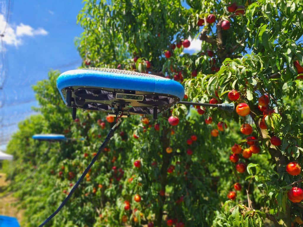 The future of farming - AI drones collect ripe fruit