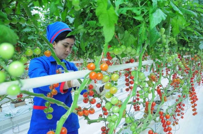 Голландское издание оценило уровень развития туркменского агробизнеса