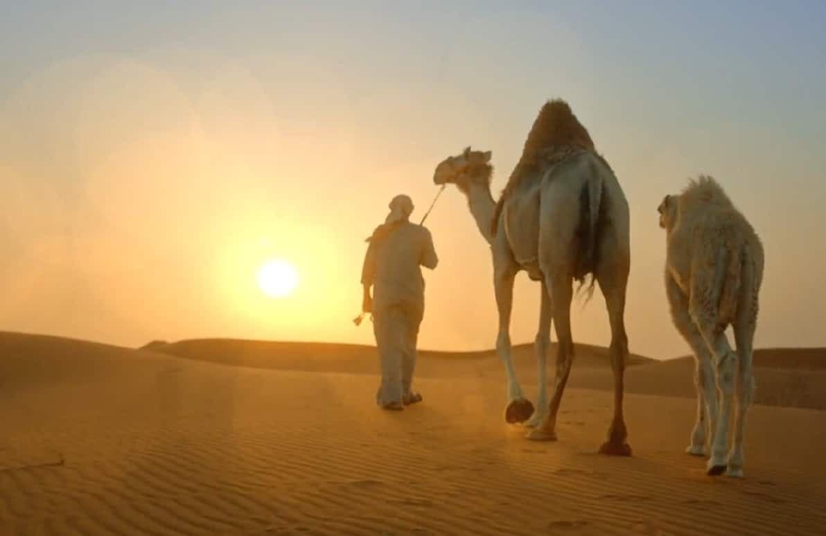 Saudi Arabia is developing camel farming