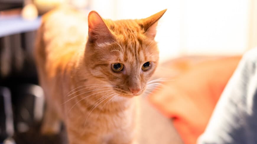 All kittens and puppies – to the registration: chipping of pets has begun in Kazakhstan