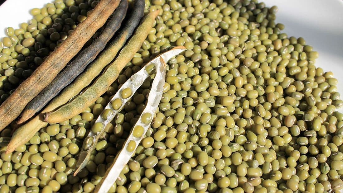 Turkmen company in the field of agro-industrial complex starts exporting grain crops