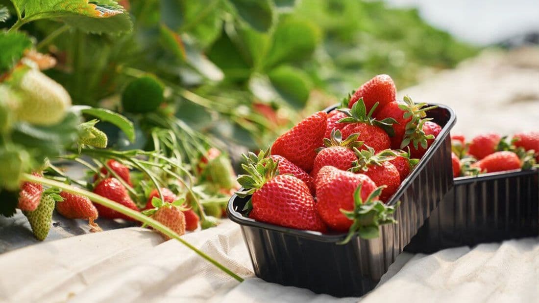 Residents of Dubai are now feasting on Turkmen strawberries