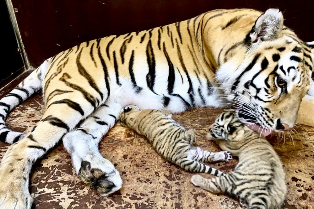 Two tiger cubs born in Turkmenistan will remain in the equestrian circus of the city of Arkadag