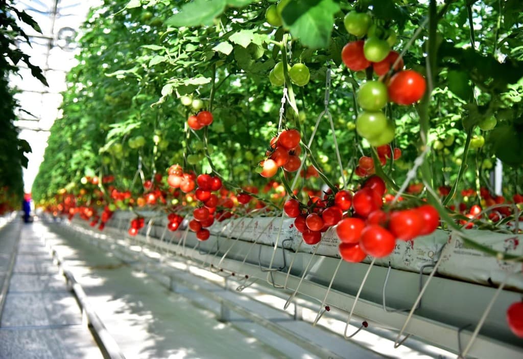 To the attention of tomato growers! Competitive selection for export promotion is announced
