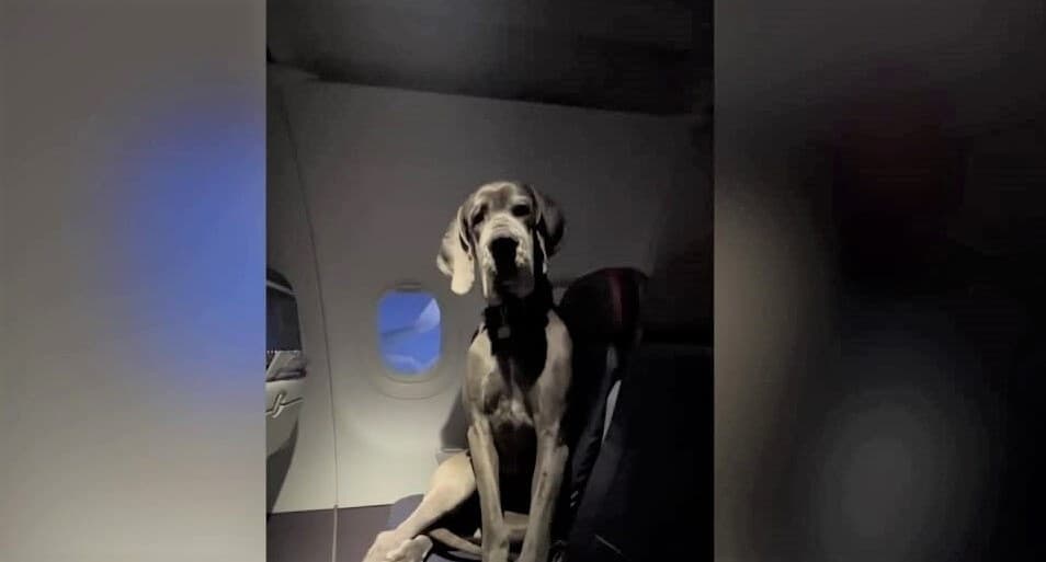 American bought 3 seats on board to fly with his dog and "stunned" passengers