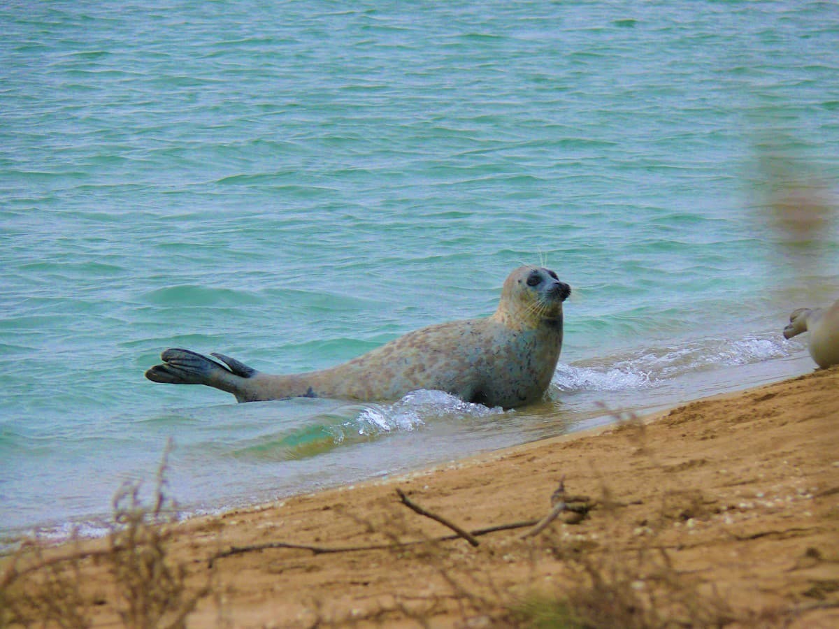 The Government of the Russian Federation ratified the Protocol on the protection of the Caspian Sea from pollution