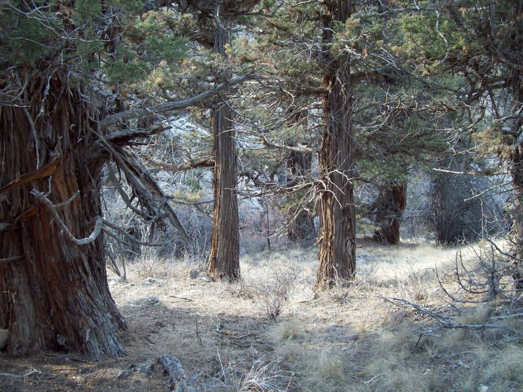 turkmenistan-predstavlen-na-ministerskoj-konferencii-v-oblasti-lesnogo-hozyajstva-v-kitae