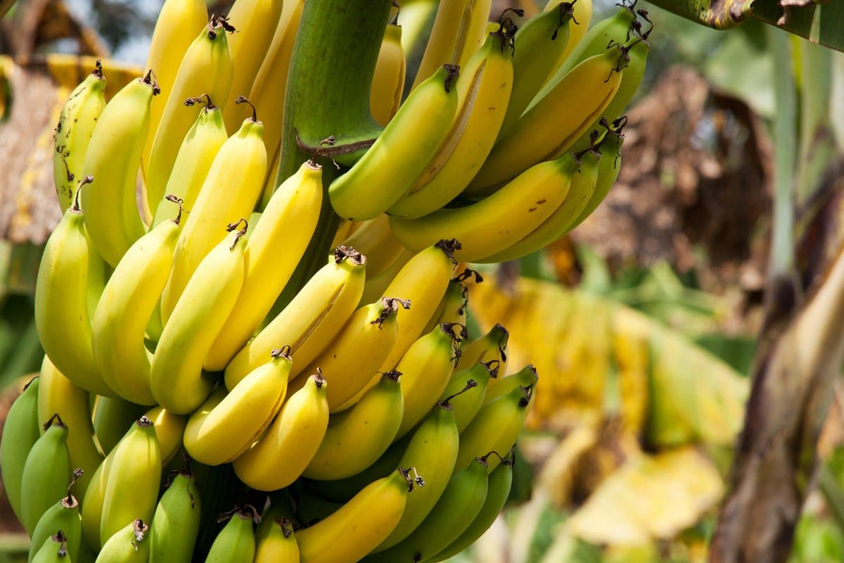 Turkmen farmers prepare for banana harvest
