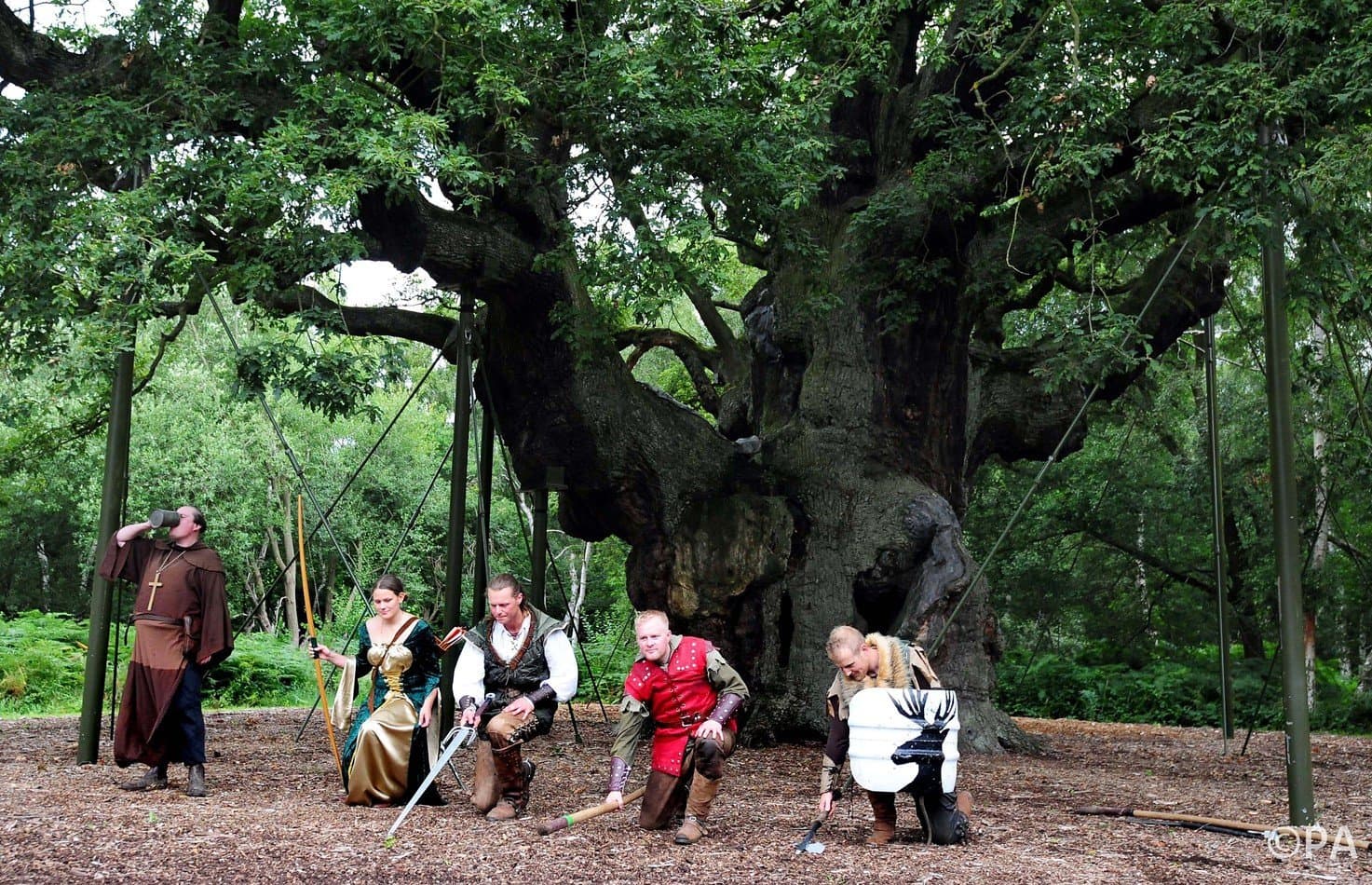 British scientists will revive the Robin Hood tree using cloning