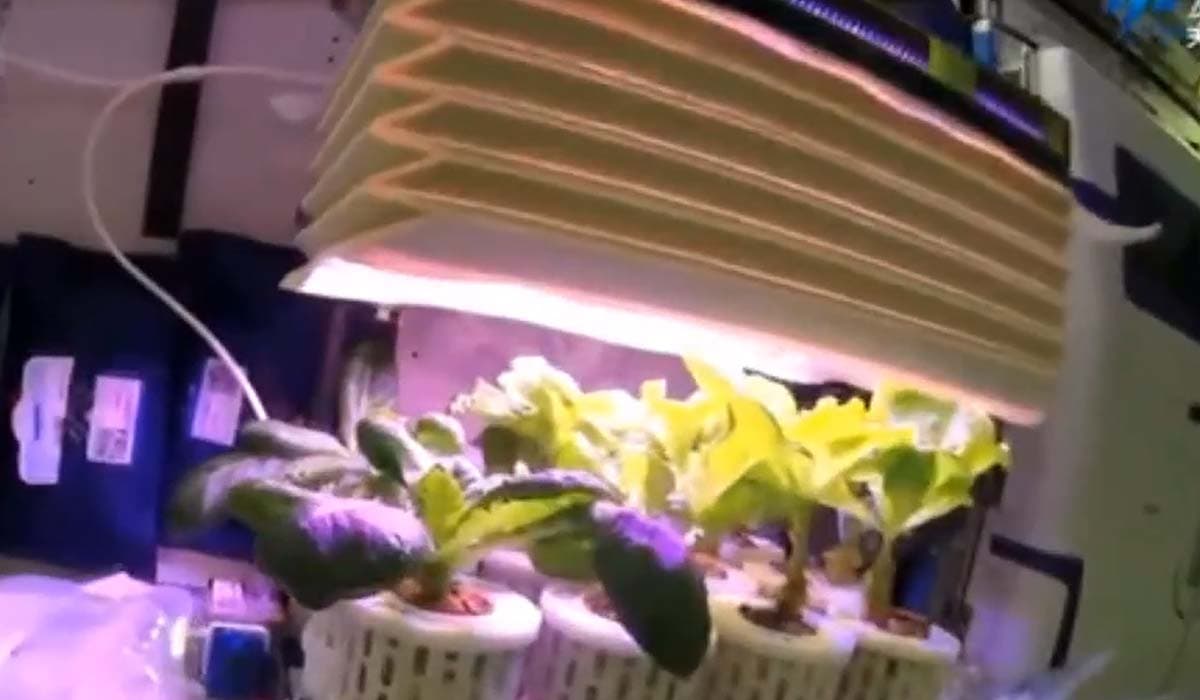 Китайские космонавты успешно выращивают овощи на орбите