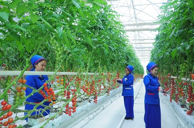 USAID Trade Central Asia activity invites tomato and melon producers and exporters to the conference on promoting their products to new markets