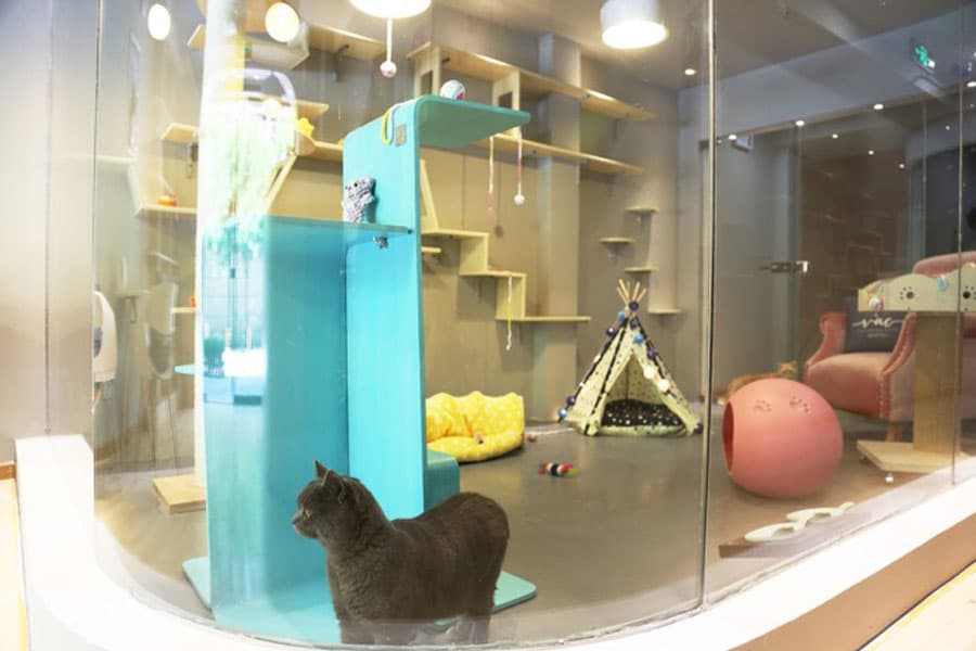 Chinese five-star hotel feeds stray cats free of charge