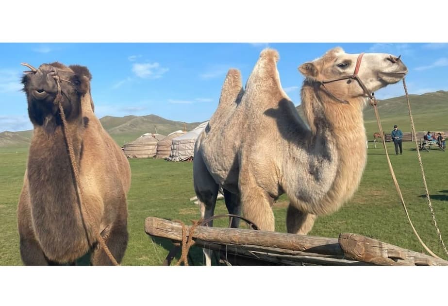 The UN has declared 2024 the International Year of Camels