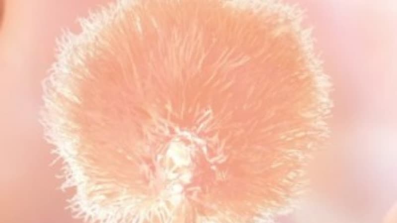 The main color of 2024 has been named
