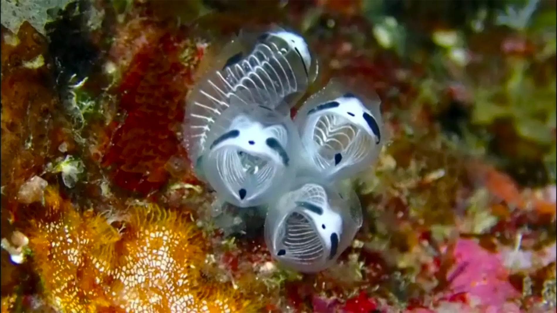 tiny-panda-skeletons-what-kind-outlandish-creatures-live-ocean-coast-japan