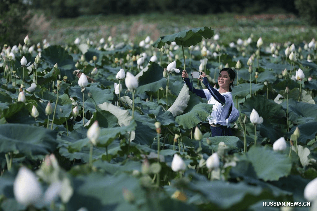 cosmic-lotus-brings-prosperity-guangchang-county-china