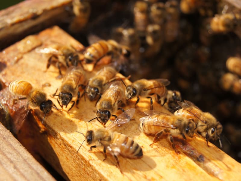 Chinese scientists develop the lightest insect-control system