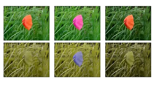 Russian scientists develop technology to adapt TV images for individuals with color blindness
