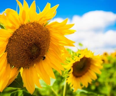 Bashkortostan delivers sunflower meal to Turkmenistan for the first time