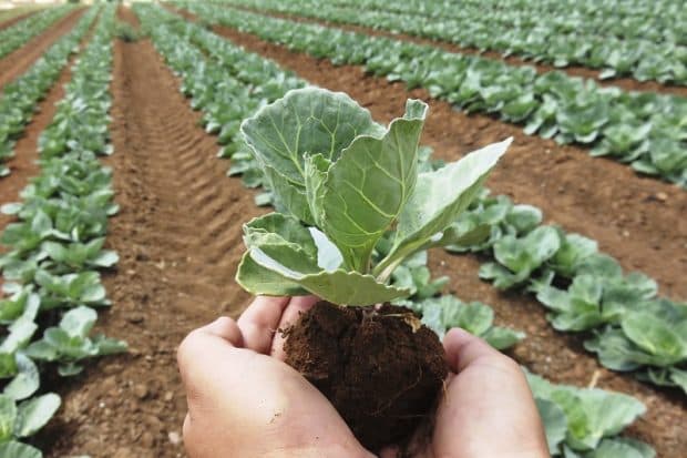Türkiye's Organic Product Exports Exceed €1 Billion in 2024