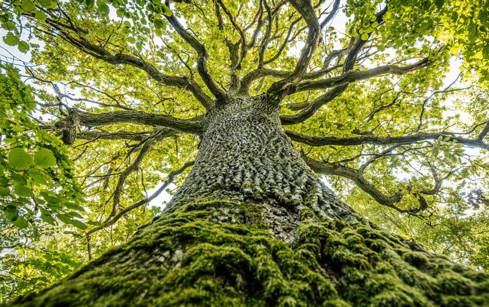 analysis-shows-tree-bark-also-cleans-air