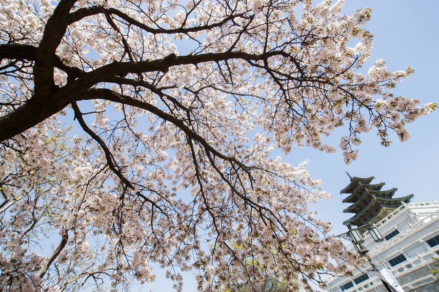 v-yaponii-otmenili-festival-cveteniya-sakury-iz-za-problem-svyazannyh-s-turistami