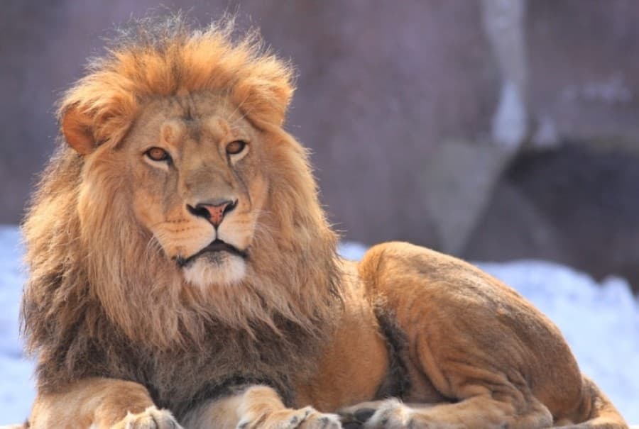 v-nacionalnyj-muzej-zhivoj-prirody-turkmenistana-pribyli-chetyre-lva-iz-kazahstana