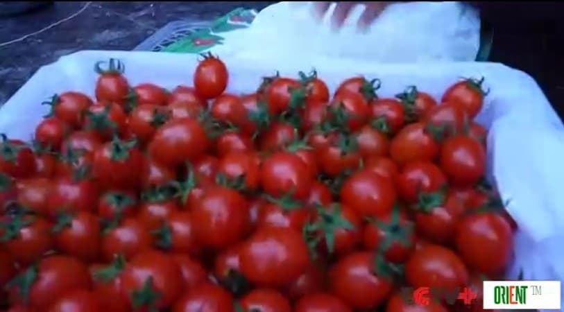 За 30 часов сельхозпродукция из Синьцзяна поступает на рынки Центральной Азии