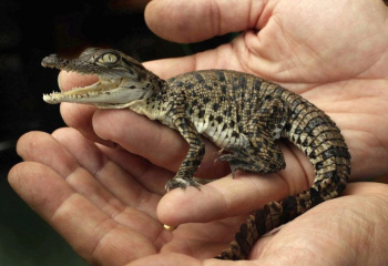 A baby Nile crocodile was born in the Ashgabat Zoo