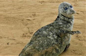 Kazakhstan creates a reserve to preserve the population of the Caspian seal