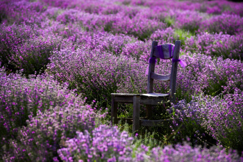 Explore Türkiye’s Flower Garden ‘Isparta’ in the Harvest Season: A Haven of Nature and History