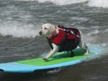The dog Surfing Championship took place in the USA