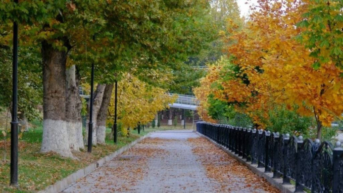  В Узбекистане деревья получат паспорта