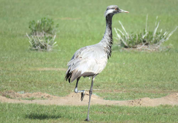  New Nature Reserve for Rare Birds Is Being Established in Turkmenistan