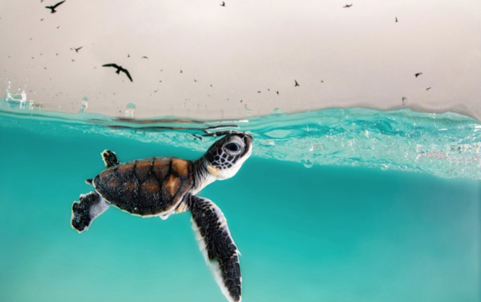  Ocean Treaty: historic agreement reached after ten years of negotiations