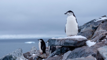 Emperor penguins may disappear by the end of the century