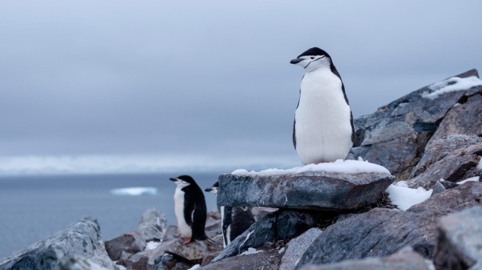  Emperor penguins may disappear by the end of the century