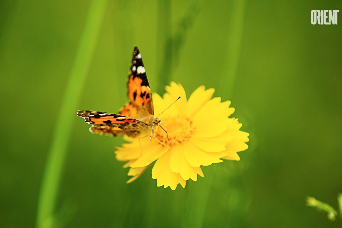  Butterflies invasion in Ashgabat
