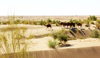 Turkmenistan makes another step forward in global climate action