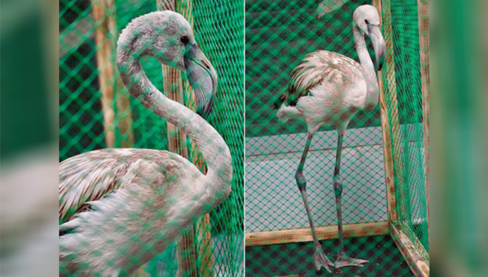  A pink flamingo strayed from a flock at the Novosibirsk Zoo